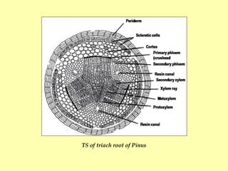 Triarch Root Gymnosperms (BOT 503) Morphology and Anatomy By Dr. Prabha Dhondiyal ...