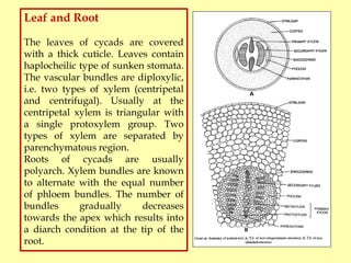 Cycas Normal Root Gymnosperms (BOT 503) Morphology and Anatomy By Dr. Prabha Dhondiyal ...