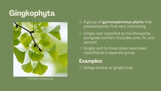 Ginkgo Examples GYMNOSPERMS (Group 3) that will help outt | PPT