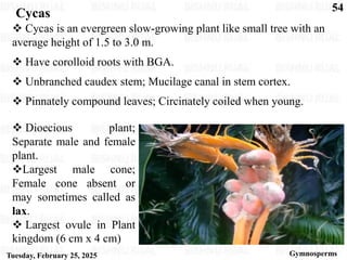 Cycas Normal Root GYMNOSPERMS_student_copy.pdf this is good for garde 11 and 12 biology ...