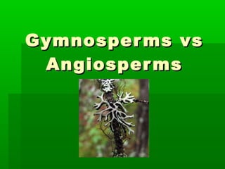 Gymnosperms vs Angiosperms 