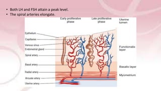 • Both LH and FSH attain a peak level.
• The spiral arteries elongate.
 