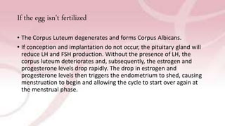 If the egg isn't fertilized
• The Corpus Luteum degenerates and forms Corpus Albicans.
• If conception and implantation do not occur, the pituitary gland will
reduce LH and FSH production. Without the presence of LH, the
corpus luteum deteriorates and, subsequently, the estrogen and
progesterone levels drop rapidly. The drop in estrogen and
progesterone levels then triggers the endometrium to shed, causing
menstruation to begin and allowing the cycle to start over again at
the menstrual phase.
 