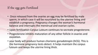 If the egg gets Fertilized
• Once released from the ovaries an egg may be fertilised by male
sperm, in which case it will be nourished by the uterine lining and
establish a pregnancy. Pregnancy changes the woman’s hormonal
balance and interrupts the menstrual and ovarian cycles.
• Upon fertilization Corpus Luteum continues to secreate progesterone.
• Progesterone inhibits maturation of any other follicle in ovaries and
ovulation.
• your body will produce human chorionic gonadotropin (hCG). This is
the hormone pregnancy tests detect. It helps maintain the corpus
luteum and keeps the uterine lining thick.
 