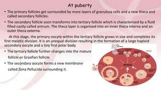 At puberty
• The primary follicles get surrounded by more layers of granulosa cells and a new theca and
called secondary follicles.
• The secondary follicle soon transforms into tertiary follicle which is characterised by a fluid
filled cavity called antrum. The theca layer is organised into an inner theca interna and an
outer theca externa.
At this stage, the primary oocyte within the tertiary follicle grows in size and completes its
first meiotic division. It is an unequal division resulting in the formation of a large haploid
secondary oocyte and a tiny first polar body.
• The tertiary follicle further changes into the mature
follicle or Graafian follicle.
• The secondary oocyte forms a new membrane
called Zona Pellucida surrounding it.
 
