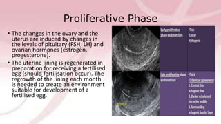 Proliferative Phase
• The changes in the ovary and the
uterus are induced by changes in
the levels of pituitary (FSH, LH) and
ovarian hormones (estrogen,
progesterone).
• The uterine lining is regenerated in
preparation for receiving a fertilised
egg (should fertilisation occur). The
regrowth of the lining each month
is needed to create an environment
suitable for development of a
fertilised egg.
 