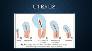 Hormones during puberty and menopause , Gynaecology. | PPTX