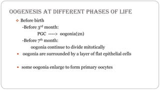 spermatogenesis oogenesis ovulation fertilization