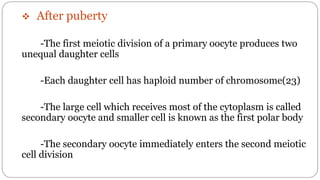 spermatogenesis oogenesis ovulation fertilization