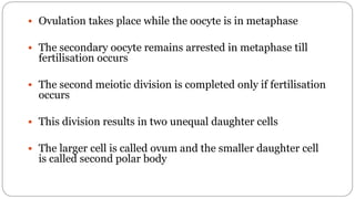 spermatogenesis oogenesis ovulation fertilization