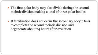 spermatogenesis oogenesis ovulation fertilization