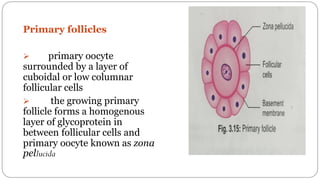 spermatogenesis oogenesis ovulation fertilization