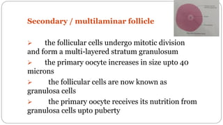 spermatogenesis oogenesis ovulation fertilization