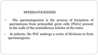 spermatogenesis oogenesis ovulation fertilization
