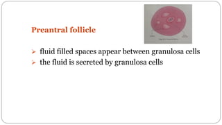 spermatogenesis oogenesis ovulation fertilization