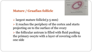 spermatogenesis oogenesis ovulation fertilization