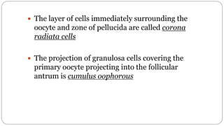 spermatogenesis oogenesis ovulation fertilization