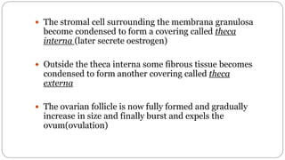 spermatogenesis oogenesis ovulation fertilization
