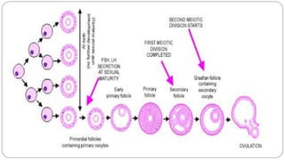 spermatogenesis oogenesis ovulation fertilization