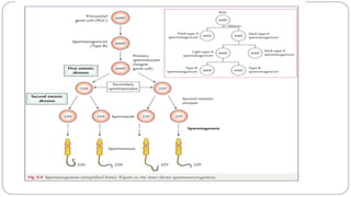 spermatogenesis oogenesis ovulation fertilization