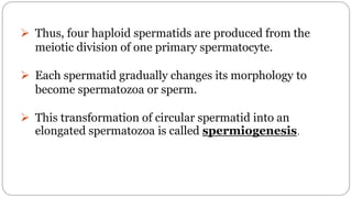 spermatogenesis oogenesis ovulation fertilization