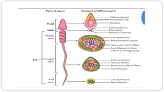 spermatogenesis oogenesis ovulation fertilization