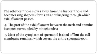 spermatogenesis oogenesis ovulation fertilization