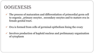 spermatogenesis oogenesis ovulation fertilization
