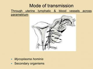 Mode of transmission
Through uterine lymphatic & blood vessels across
parametrium
 Mycoplasma hominis
 Secondary organisms
 