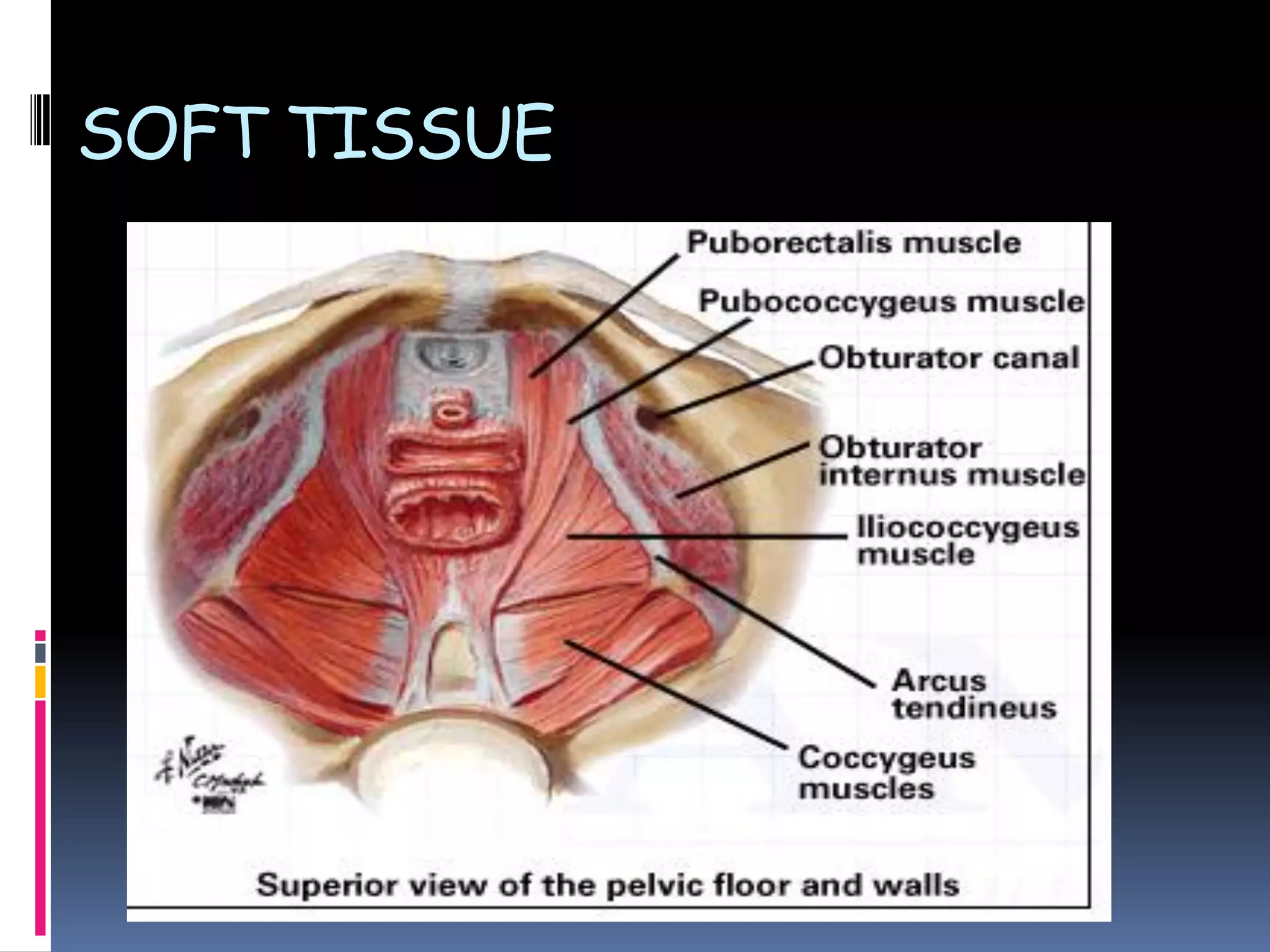 SOFT TISSUE
 