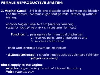FEMALE REPRODUCTIVE SYSTEM: 3. Vaginal Canal  – 3-4 inch long dilatable canal between the bladder and the rectum; contains rugae that permits  stretching without tearing. Anterior Vaginal wall-  6-7 cm (anterior fornices) Posterior Vaginal wall-  8-9 cm (posterior fornices) Function:  1. passageway for menstrual discharges  2. receives penis during intercourse and  3. serves as birth canal. - lined with stratified squamous epithelium - Bulbocavernosus : a circular muscle acts as voluntary sphincter  (Kegel exercises) Blood supply to the vagina: Arteries:  vaginal artery  branch of internal iliac artery Vein:   pudental vein   