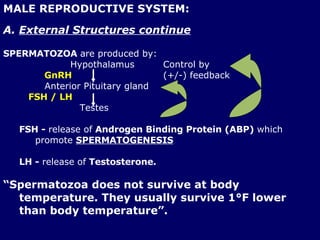 MALE REPRODUCTIVE SYSTEM: A.  External Structures continue SPERMATOZOA  are produced by:   Hypothalamus  Control by   GnRH   (+/-) feedback   Anterior Pituitary gland FSH / LH     Testes FSH -  release of  Androgen Binding Protein (ABP)  which  promote  SPERMATOGENESIS LH -  release of  Testosterone.    “ Spermatozoa does not survive at body temperature. They usually survive 1°F lower than body temperature”. 