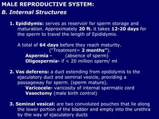 MALE REPRODUCTIVE SYSTEM: B. Internal Structures 1. Epididymis:  serves as reservoir for sperm storage and maturation. Approximately  20 ft.  it takes  12-20 days  for the sperm to travel the length of Epididymis.  A total of  64 days  before they reach maturity.  (“Treatment=  2 months” ). Aspermia - (absence of sperm) Oligospermia-  if < 20 million sperm/ ml 2. Vas deferens:  a duct extending from epididymis to the ejaculatory duct and seminal vesicle, providing a passageway for sperm. (sperm mature). Varicocele-  varicosity of internal spermatic cord Vasectomy  (male birth control) 3. Seminal vesical:  are two convoluted pouches that lie along the lower portion of the bladder and empty into the urethra by the way of ejaculatory ducts 