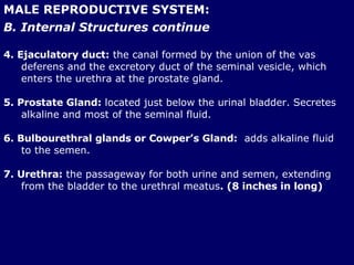 MALE REPRODUCTIVE SYSTEM: B. Internal Structures continue 4. Ejaculatory duct:  the canal formed by the union of the vas deferens and the excretory duct of the seminal vesicle, which enters the urethra at the prostate gland. 5. Prostate Gland:  located just below the urinal bladder. Secretes alkaline and most of the seminal fluid. 6. Bulbourethral glands or Cowper’s Gland:   adds alkaline fluid to the semen. 7. Urethra:  the passageway for both urine and semen, extending from the bladder to the urethral meatus . (8 inches in long) 
