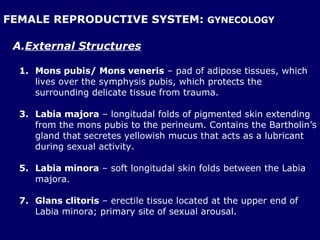 FEMALE REPRODUCTIVE SYSTEM:  GYNECOLOGY External Structures Mons pubis/ Mons veneris  – pad of adipose tissues, which lives over the symphysis pubis, which protects the surrounding delicate tissue from trauma. Labia majora  – longitudal folds of pigmented skin extending from the mons pubis to the perineum. Contains the Bartholin’s gland that secretes yellowish mucus that acts as a lubricant during sexual activity. Labia minora  – soft longitudal skin folds between the Labia majora. Glans clitoris  – erectile tissue located at the upper end of Labia minora; primary site of sexual arousal. 