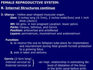 FEMALE REPRODUCTIVE SYSTEM: <ul><li>B.  Internal Structures continue </li></ul><ul><li>3. Uterus  – hollow pear-shaped mus...