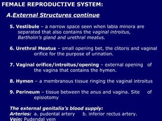 FEMALE REPRODUCTIVE SYSTEM: <ul><li>External Structures continue </li></ul><ul><ul><li>5. Vestibule  – a narrow space seen...