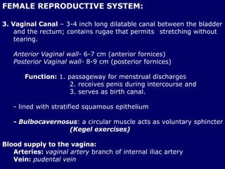 FEMALE REPRODUCTIVE SYSTEM: 3. Vaginal Canal  – 3-4 inch long dilatable canal between the bladder and the rectum; contains rugae that permits  stretching without tearing. Anterior Vaginal wall-  6-7 cm (anterior fornices) Posterior Vaginal wall-  8-9 cm (posterior fornices) Function:  1. passageway for menstrual discharges  2. receives penis during intercourse and  3. serves as birth canal. - lined with stratified squamous epithelium - Bulbocavernosus : a circular muscle acts as voluntary sphincter  (Kegel exercises) Blood supply to the vagina: Arteries:  vaginal artery  branch of internal iliac artery Vein:   pudental vein   