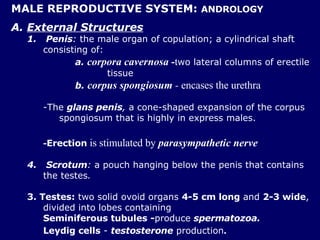 MALE REPRODUCTIVE SYSTEM:  ANDROLOGY A.  External Structures 1.   Penis :  the male organ of copulation; a cylindrical shaft consisting of: a.  corpora cavernosa  - t wo lateral columns of erectile  tissue  b.  corpus spongiosum  -  encases the urethra -The  glans penis ,  a cone-shaped expansion of the corpus spongiosum that is highly in express males. - Erection  is stimulated by  parasympathetic nerve Scrotum :  a pouch hanging below the penis that contains the testes .  3. Testes:  two solid ovoid organs  4-5 cm long  and  2-3 wide , divided into lobes containing  Seminiferous tubules   - produce  spermatozoa.   Leydig cells  -  testosterone  production . 