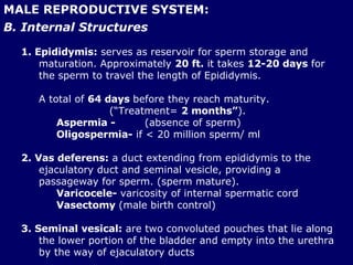 MALE REPRODUCTIVE SYSTEM: B. Internal Structures 1. Epididymis:  serves as reservoir for sperm storage and maturation. Approximately  20 ft.  it takes  12-20 days  for the sperm to travel the length of Epididymis.  A total of  64 days  before they reach maturity.  (“Treatment=  2 months” ). Aspermia - (absence of sperm) Oligospermia-  if < 20 million sperm/ ml 2. Vas deferens:  a duct extending from epididymis to the ejaculatory duct and seminal vesicle, providing a passageway for sperm. (sperm mature). Varicocele-  varicosity of internal spermatic cord Vasectomy  (male birth control) 3. Seminal vesical:  are two convoluted pouches that lie along the lower portion of the bladder and empty into the urethra by the way of ejaculatory ducts 