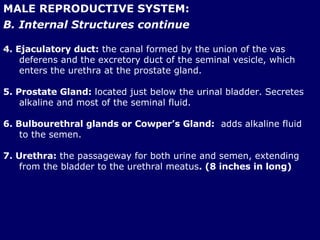 MALE REPRODUCTIVE SYSTEM: B. Internal Structures continue 4. Ejaculatory duct:  the canal formed by the union of the vas deferens and the excretory duct of the seminal vesicle, which enters the urethra at the prostate gland. 5. Prostate Gland:  located just below the urinal bladder. Secretes alkaline and most of the seminal fluid. 6. Bulbourethral glands or Cowper’s Gland:   adds alkaline fluid to the semen. 7. Urethra:  the passageway for both urine and semen, extending from the bladder to the urethral meatus . (8 inches in long) 