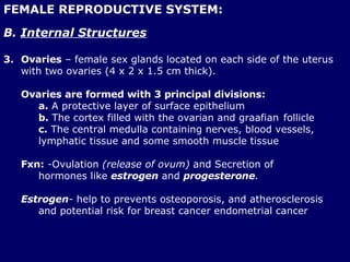 FEMALE REPRODUCTIVE SYSTEM: B.  Internal Structures Ovaries   –  female sex glands located on each side of the uterus with two ovaries (4 x 2 x 1.5 cm thick). Ovaries are formed with 3 principal divisions: a.  A protective layer of surface epithelium b.  The cortex filled with the ovarian and graafian  follicle  c.  The central medulla containing nerves, blood vessels,  lymphatic tissue and some smooth muscle tissue Fxn:  - Ovulation  (release of ovum)  and Secretion of  hormones like   estrogen   and   progesterone . Estrogen -  help to prevents osteoporosis, and atherosclerosis  and potential risk for breast cancer endometrial cancer 