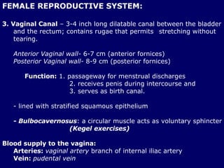 FEMALE REPRODUCTIVE SYSTEM: <ul><li>3. Vaginal Canal  – 3-4 inch long dilatable canal between the bladder and the rectum; ...