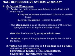 MALE REPRODUCTIVE SYSTEM:  ANDROLOGY <ul><li>A.  External Structures </li></ul><ul><ul><li>1.   Penis :  the male organ of...