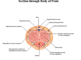 MALE REPRODUCTIVE SYSTEM: 