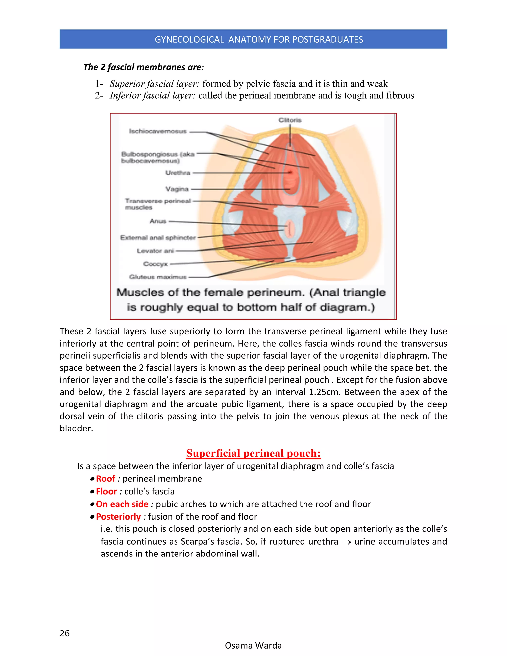 Gynecological anatomy for postgraduates | PDF