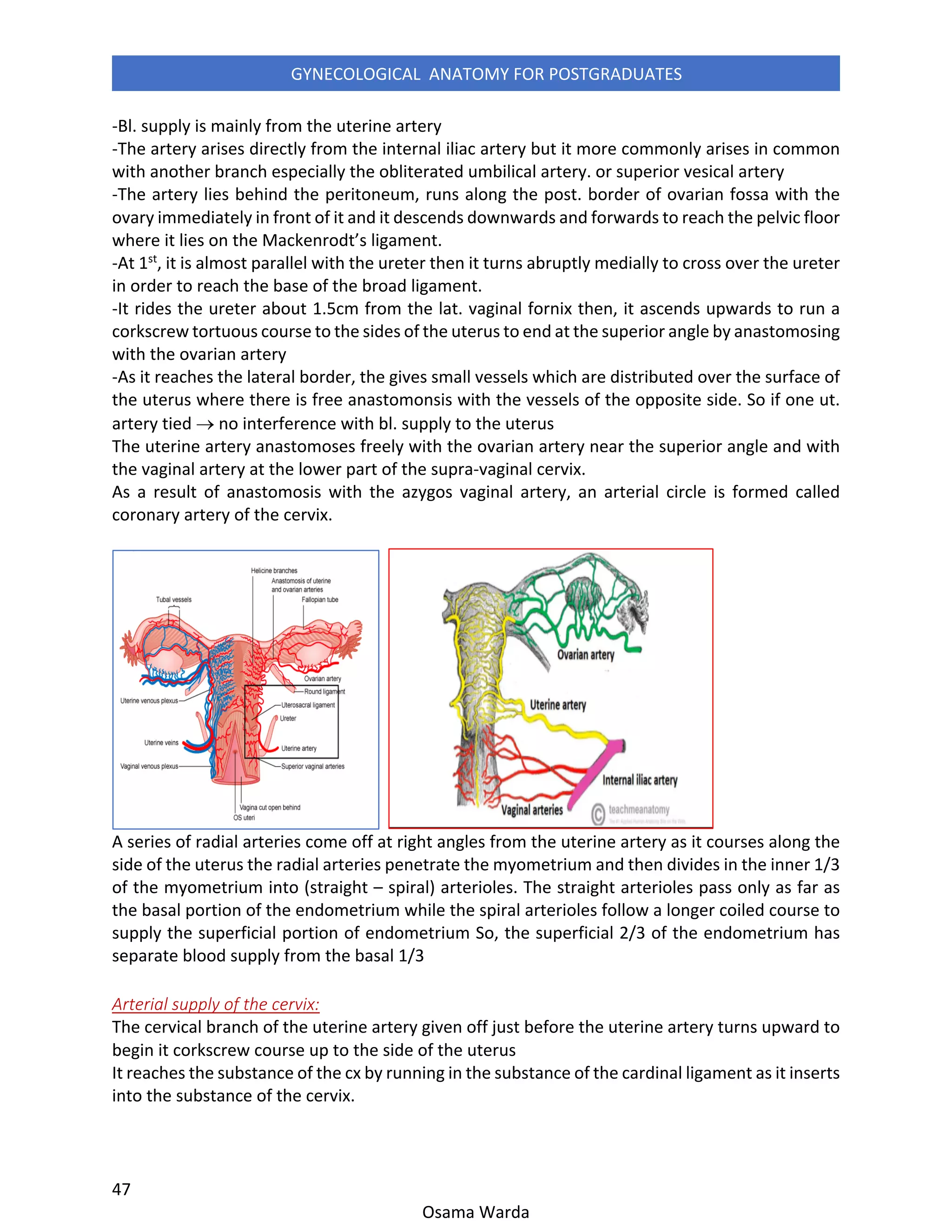 Gynecological anatomy for postgraduates | PDF