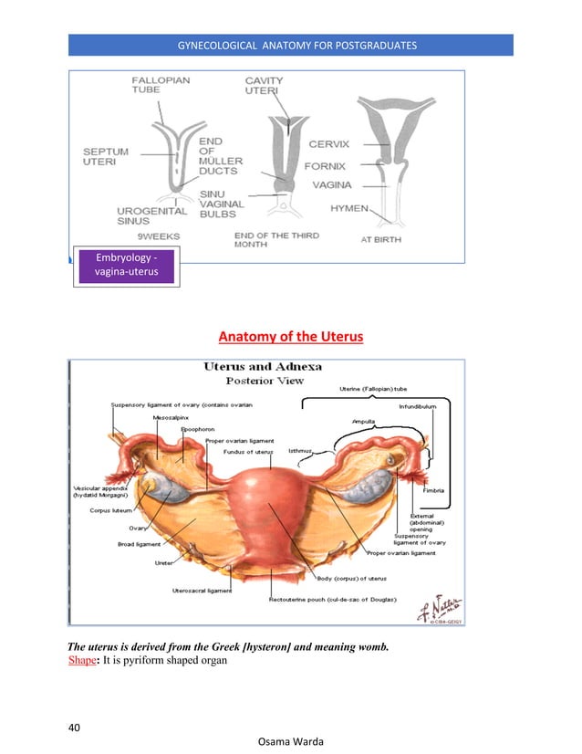 Gynecological anatomy for postgraduates | PDF
