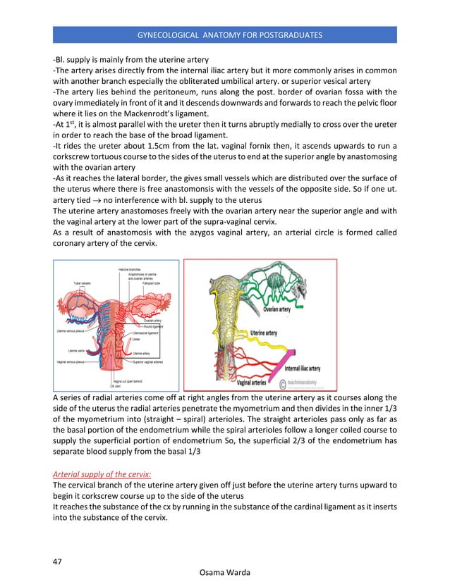 Gynecological anatomy for postgraduates | PDF