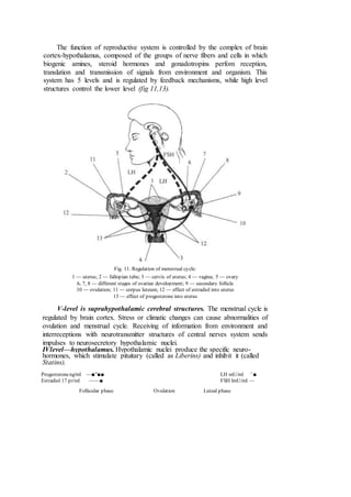 The function of reproductive system is controlled by the complex of brain
cortex-hypothalamus, composed of the groups of nerve fibers and cells in which
biogenic amines, steroid hormones and gonadotropins perfom reception,
translation and transmission of signals from environment and organism. This
system has 5 levels and is regulated by feedback mechanisms, while high level
structures control the lower level (fig 11,13).
Fig. 11. Regulation of menstrual cycle:
1 — uterus; 2 — fallopian tube; 3 — cervix of uterus; 4 — vagina; 5 — ovary
6, 7, 8 — different stages of ovarian development; 9 — secondary follicle
10 — ovulation; 11 — corpus luteum; 12 — effect of estradiol into uterus
13 — effect of progesterone into uterus
V-level is suprahypothalamic cerebral structures. The menstrual cycle is
regulated by brain cortex. Stress or climatic changes can cause abnormalities of
ovulation and menstrual cycle. Receiving of information from environment and
interreceptions with neurotransmitter structures of central nerves system sends
impulses to neurosecretory hypothalamic nuclei.
IVlevel—hypothalamus. Hypothalamic nuclei produce the specific neuro-
hormones, which stimulate pituitary (called as Liberins) and inhibit it (called
Statins).
Follicular phase Ovulation Luteal phase
Progesteroneng/ml ~~■"■■ LH mU/ml ' ■
Estradiol 17 pr/ml ——■ FSH lmU/ml —
 